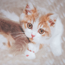 Тканина бязь ранфорс для постільної білизни, бавовна, 125 г/м2, 220 см R-11302 А Барсик