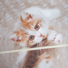 Тканина бязь ранфорс для постільної білизни, бавовна, 125 г/м2, 220 см R-11302 А Барсик